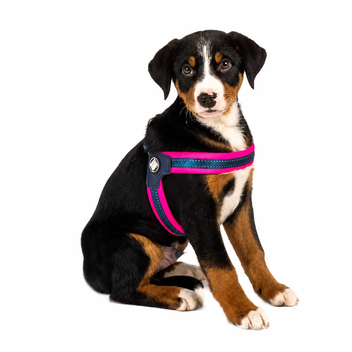 Анатомічна шлея для собак Matrix Q-Fit Harness — зображення 1